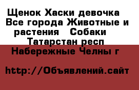 Щенок Хаски девочка - Все города Животные и растения » Собаки   . Татарстан респ.,Набережные Челны г.